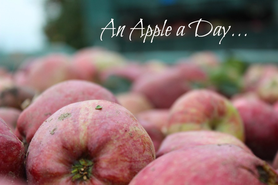 An Apple a Day - Apfelernte in Südtirol