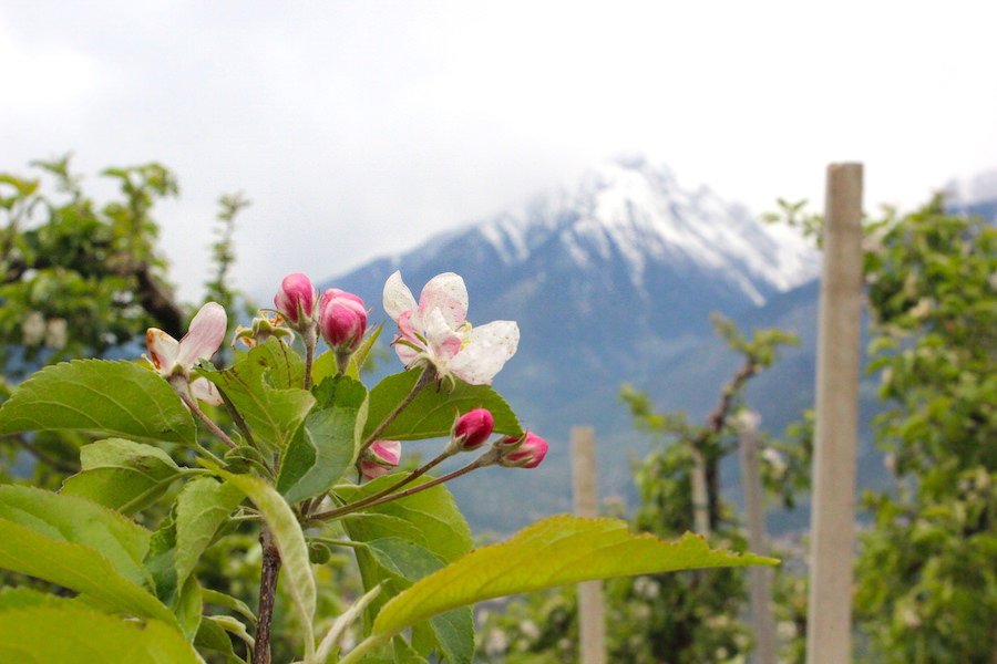 Waalwege Südtirol - Frühlingsblüte