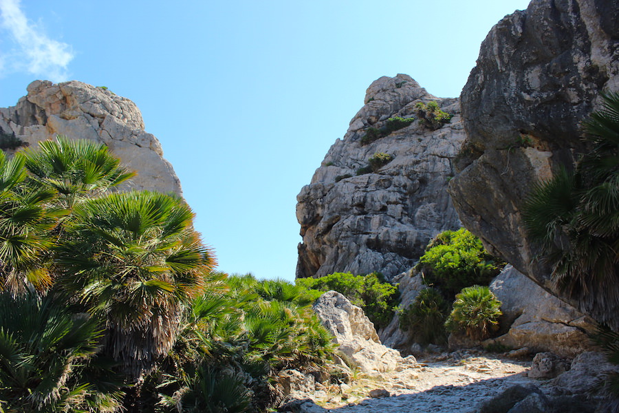 Wanderung Cala Bóquer Mallorca - Felsen