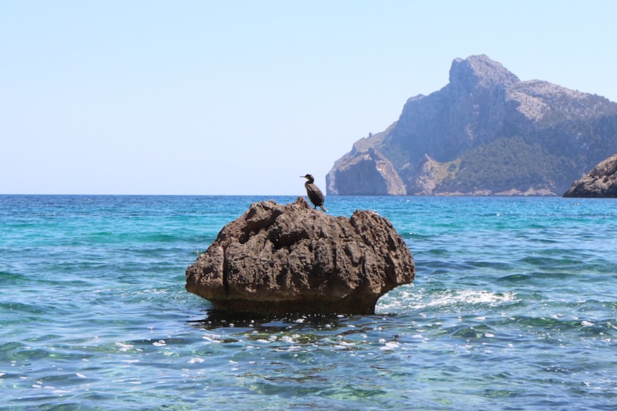 Wanderung Cala Bóquer Mallorca - Vogel