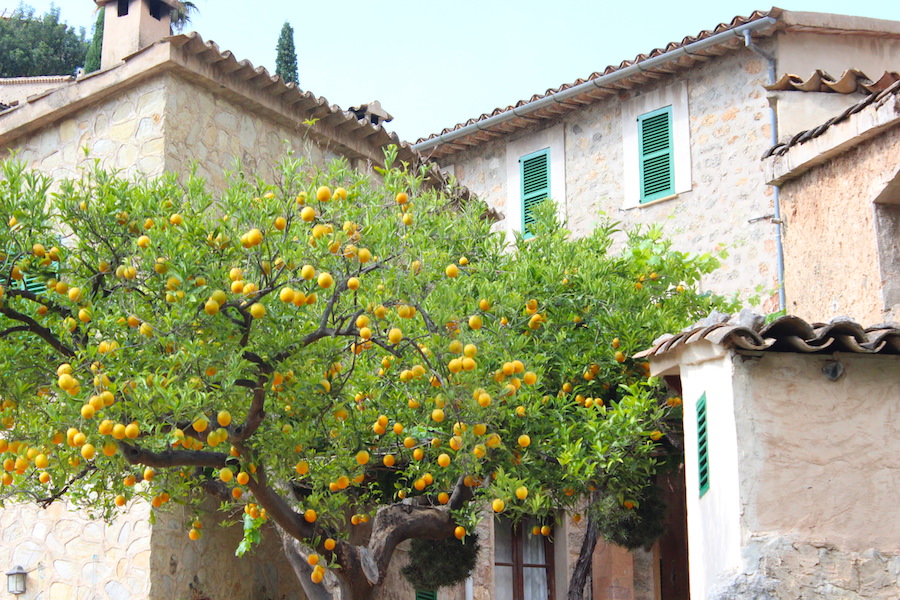 Mallorca Wanderung Cala Deià - Orangen vor dem Haus