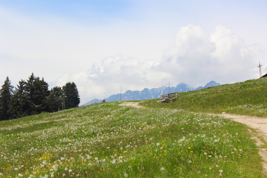 Vigiljoch Wandern Südtirol - Wiese