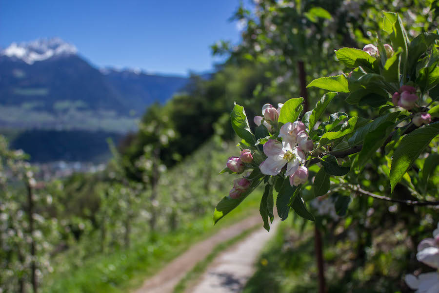 Suedtirol - Marlinger Waalweg - Apfelbluete und Weg