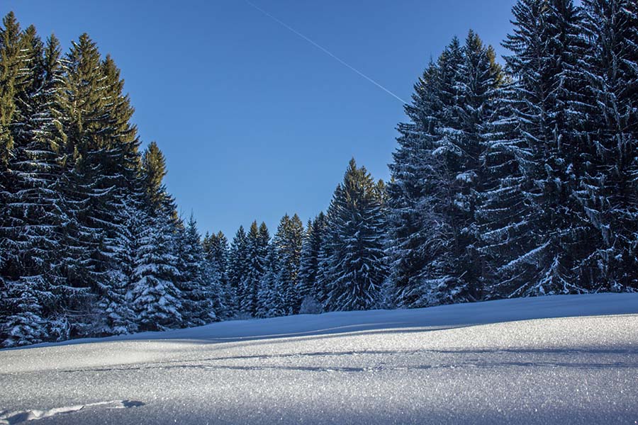 Premium Winterwanderweg Sinswang im Allgaeu - Wald und Tiefschnee
