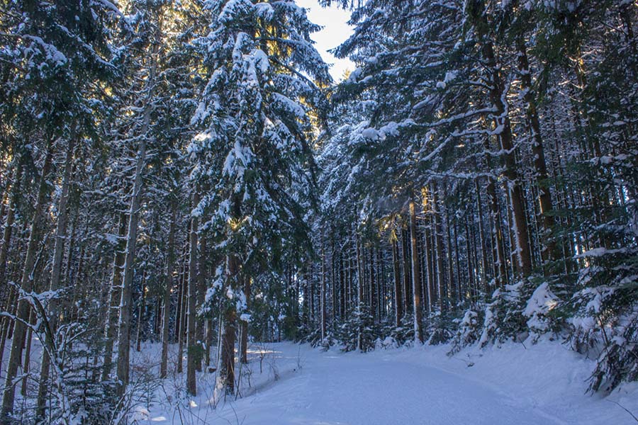 Premium Winterwanderweg Sinswang im Allgaeu - Wald