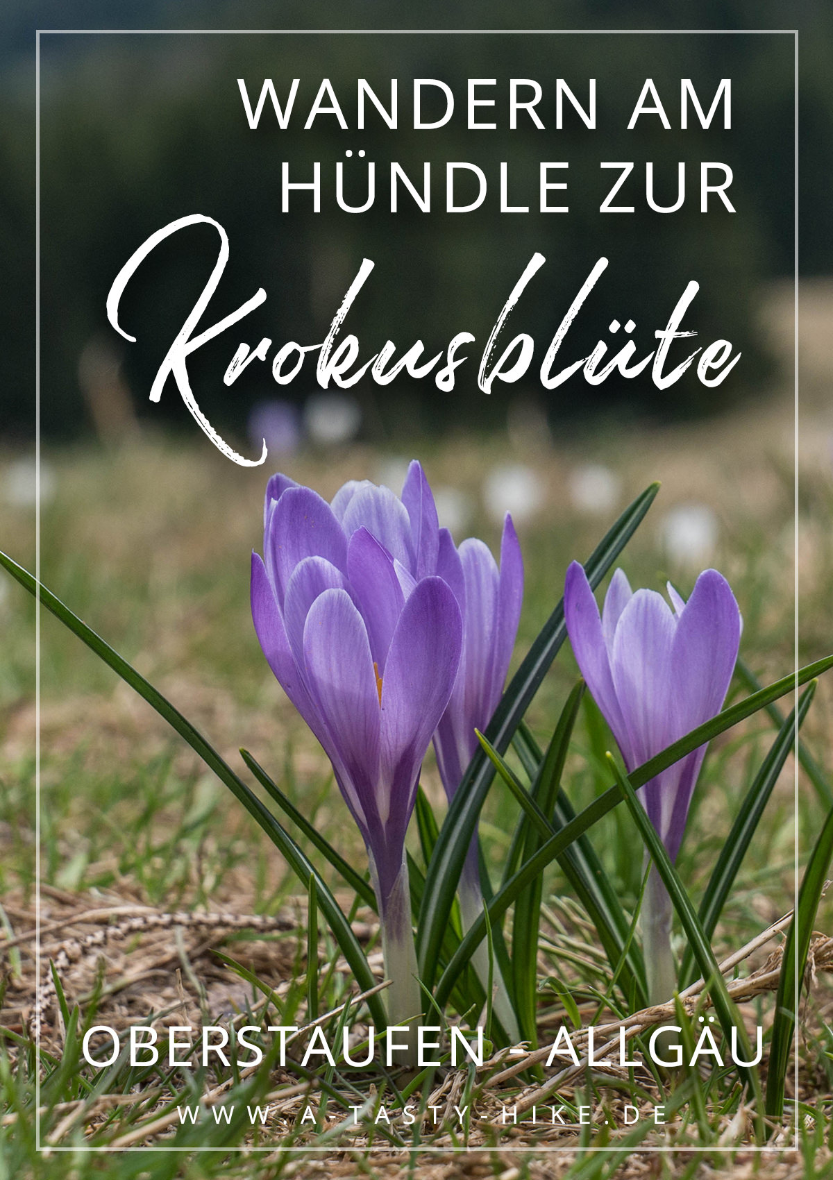 Wandern am Hündle – Zur Krokusblüte ein wahrer Augenschmaus!