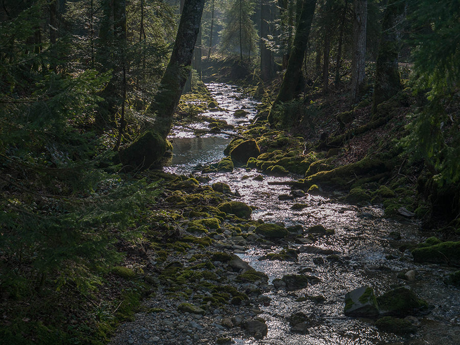 Wandern in Oberstaufen - Wanderung Kalzhofener Hoehe - Bach im Wald
