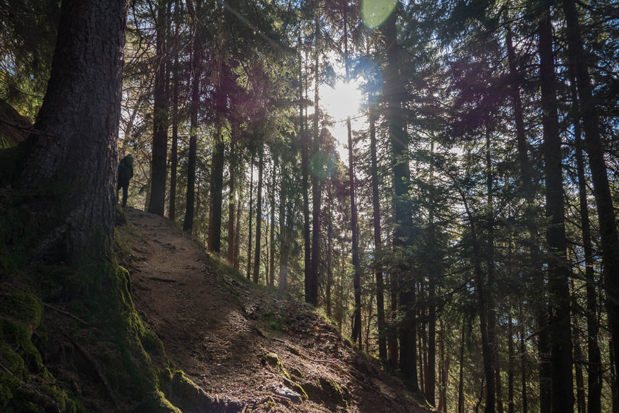 Wandern Taser in Suedtirol - Wald mit Sonne