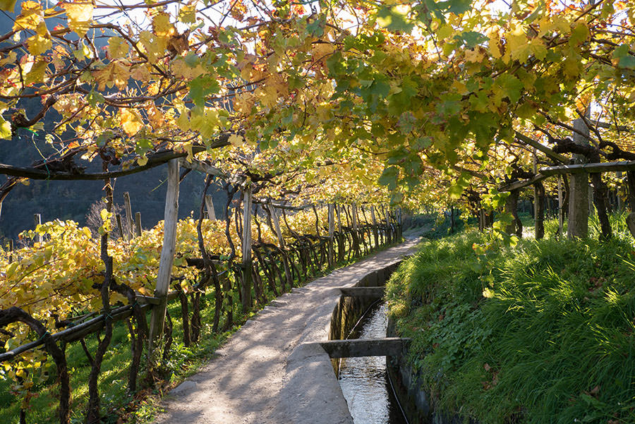 A Tasty Hike - Wandern Algunder Waalweg - Weinanbau