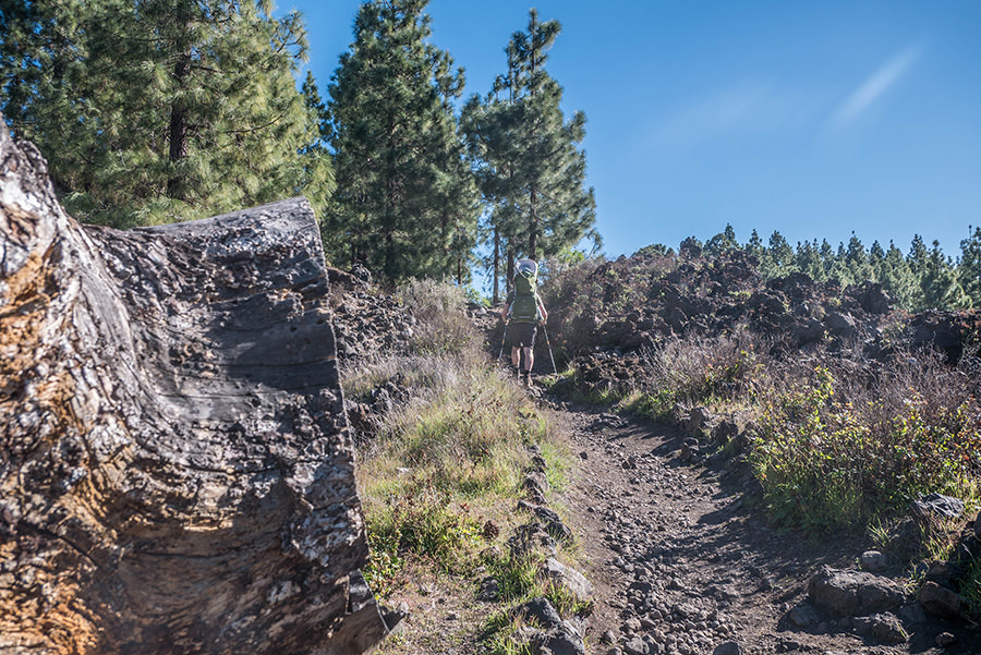 A Tasty Hike - Wandern Teneriffa - Rundwanderung Vulkan Chinyero - Wanderweg mit Stamm