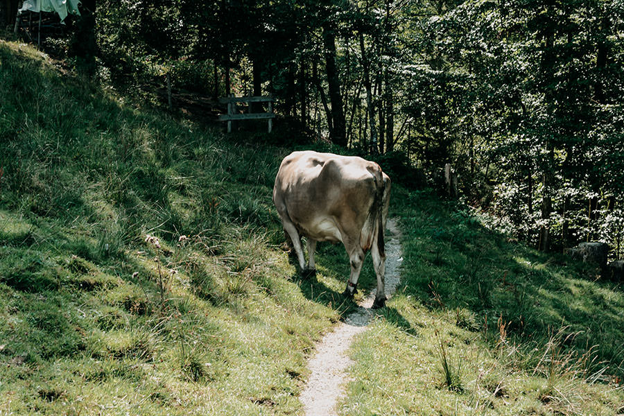 A Tasty Hike - Gruenten Wandern - Lustiger Wanderweg Allgaeu - Kuh auf dem Weg