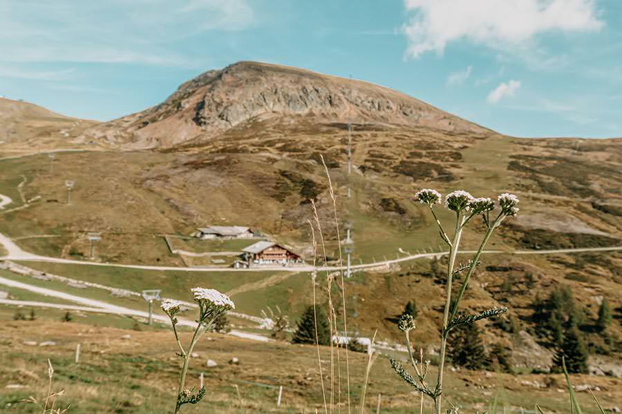 A Tasty Hike - Meran 2000 - Waidmann Alm und Kirchsteiger Alm - Genusswanderung - Blumen mit Kirchsteiger Alm