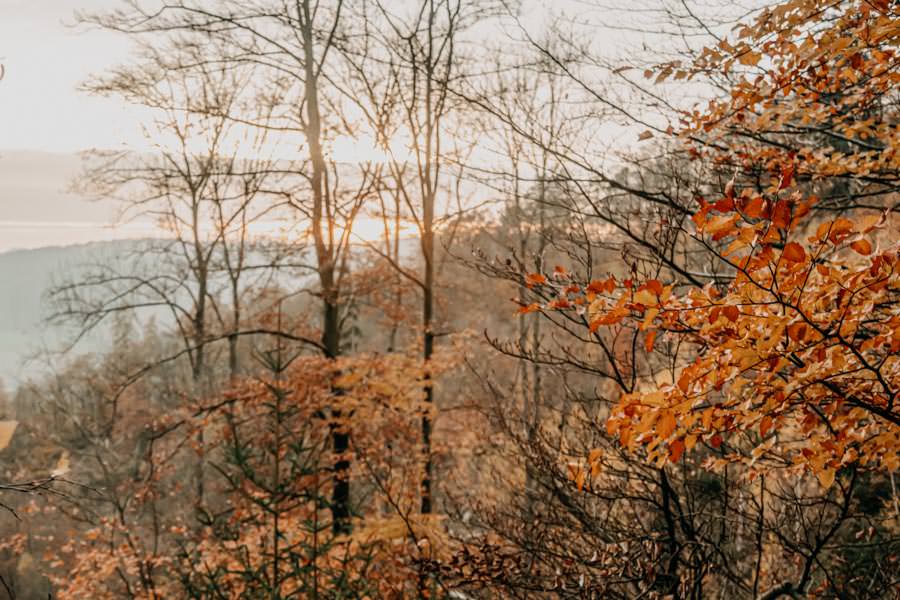 Edersee wandern - Rundwanderung im Nationalpark Kellerwald-Edersee auf dem Urwaldsteig - Herbstfarben
