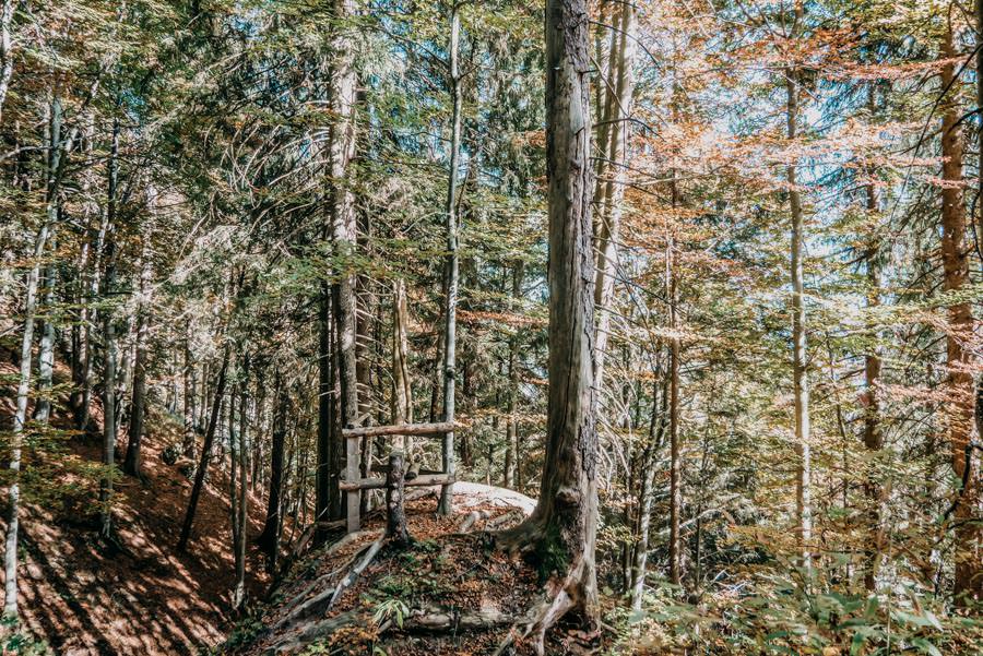 Wanderung Sennalpe Derb bei und Oberberg im Allgaeu – Wald