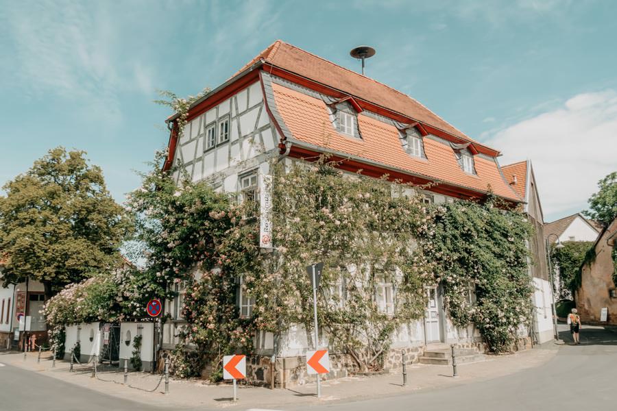 Ausflugsziele im Taunus für die ganze Familie – Rosenwanderweg Steinfurth Rosenmuseum