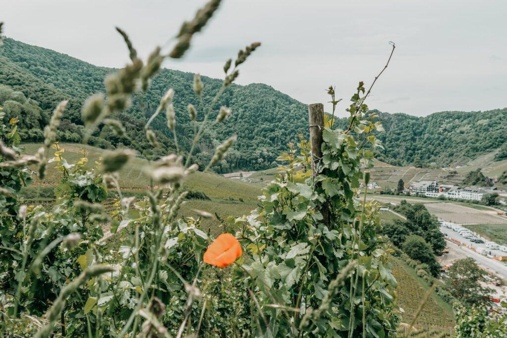 Wandern im Ahrtal